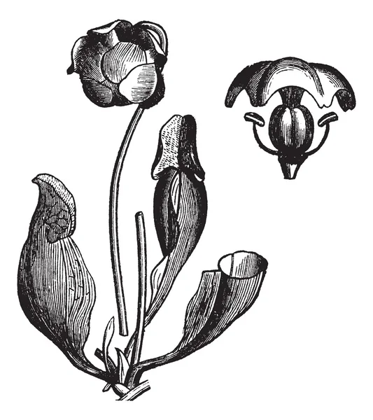 Pianta brocca viola o incisione sarracenia purpurea vintage — Vettoriale Stock