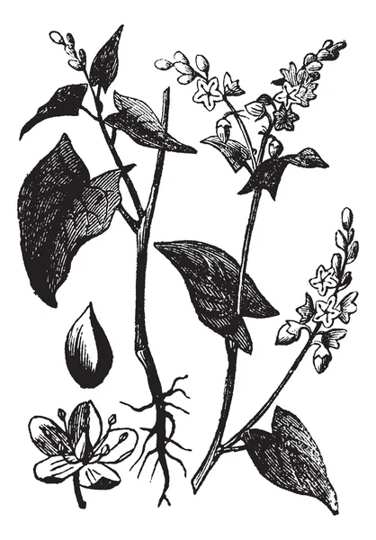 Grabado vintage de trigo sarraceno o Fagopyrum esculentum — Vector de stock