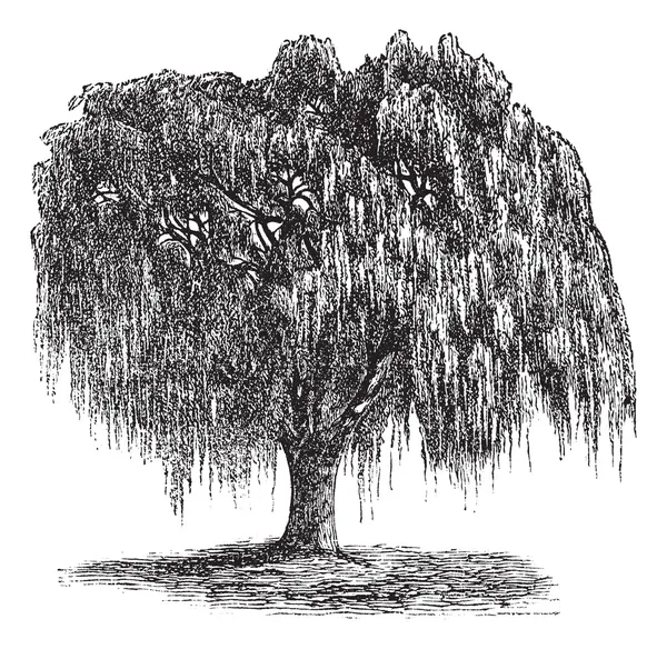 Babylon Weide oder Salix Babylonica Vintage Gravur — Stockvektor