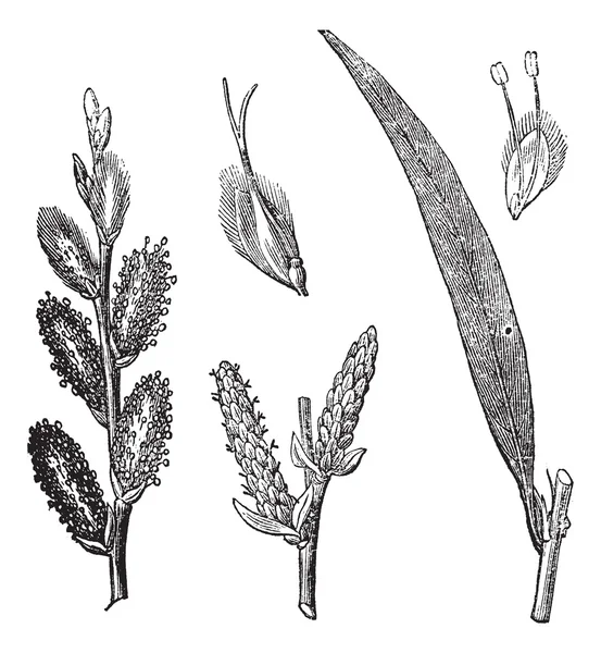 Osier común o Salix viminalis grabado vintage — Archivo Imágenes Vectoriales