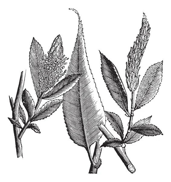 빛나는 버드 나무 또는 Salix lucida 빈티지 조각 — 스톡 벡터