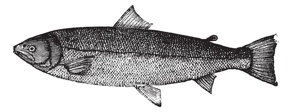 Gravure vintage saumon atlantique ou salmo salar — Image vectorielle