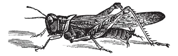 Locust de montaña rocosa o grabado vintage Melanoplus spretus — Vector de stock