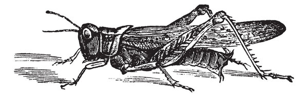 Rocky Mountain Locust or Melanoplus spretus vintage engraving