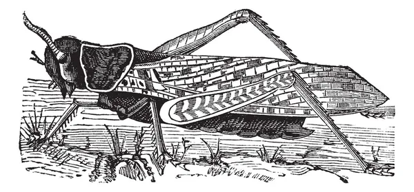 Trekkende Sint-jansbrood of locusta migratoria vintage gravure — Stockvector