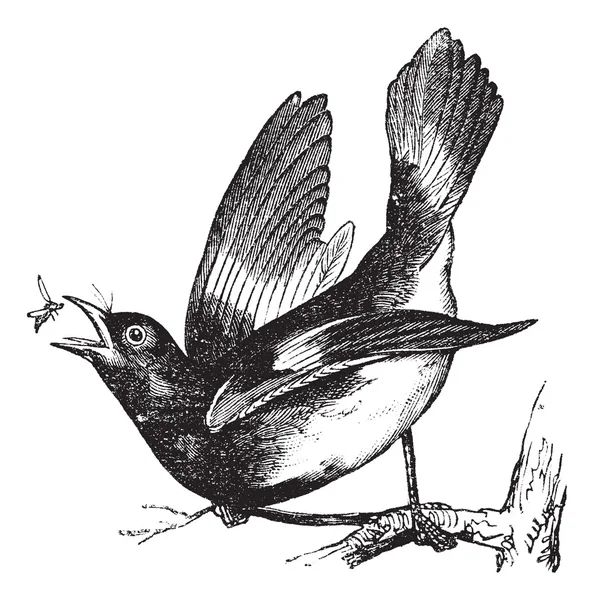 Американская гравюра Redstart или Setophaga ruticilla vintage — стоковый вектор