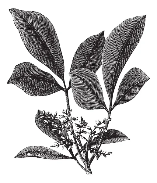 Siphonia elastik veya elastik-sakız ağacı antika gravür — Stok Vektör
