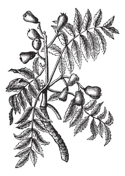 Sorbus domestica of service tree vintage gravure — Stockvector
