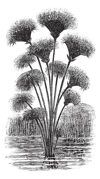 Papyrus zegge of cyperus papyrus vintage gravure — Stockvector