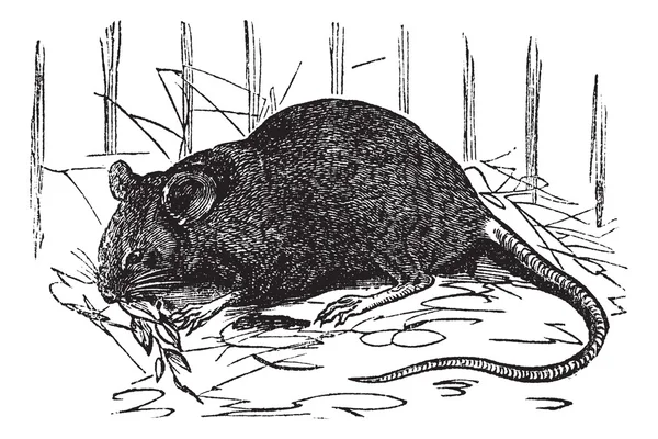 Домашня миша або м'язова вінтажна гравюра — стоковий вектор