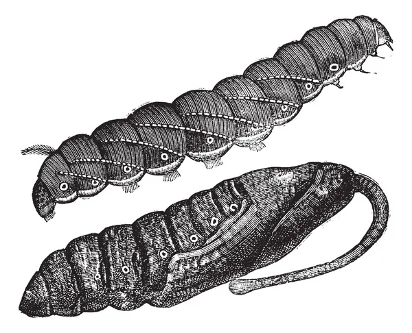 Larva ve Sfenks quinquemaculatus vintage oyma chrysalis — Stok Vektör