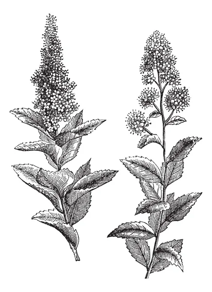Spiraea salicifolia e Steeplebush ou Spiraea tomentosa vintage — Vetor de Stock