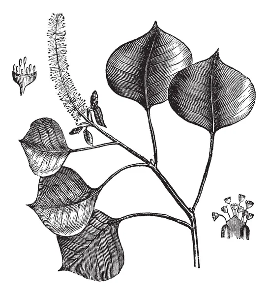 중국 수 지 나무 또는 Sapium sebifera 빈티지 조각 — 스톡 벡터