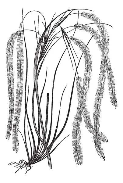 Péřová tráva nebo Kavyl pennata vinobraní gravírování — Stockový vektor