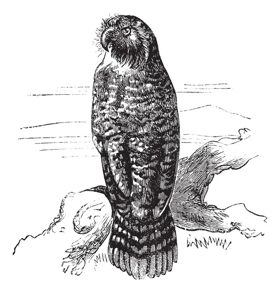 Kakapo ou Strigops habroptila gravura vintage — Vetor de Stock