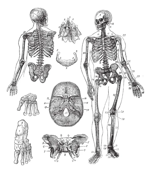 Esqueleto humano grabado vintage — Vector de stock