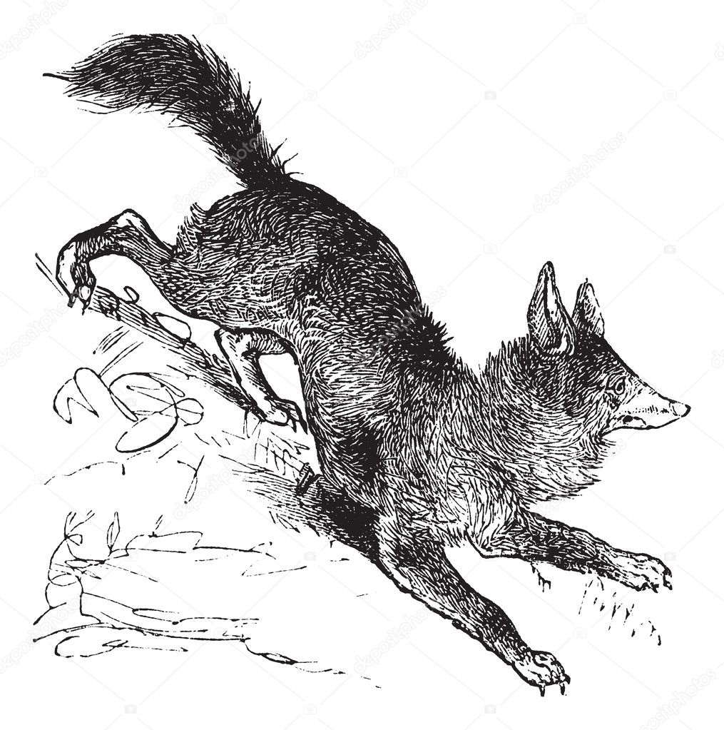 Red Fox or Vulpes vulpes vintage engraving