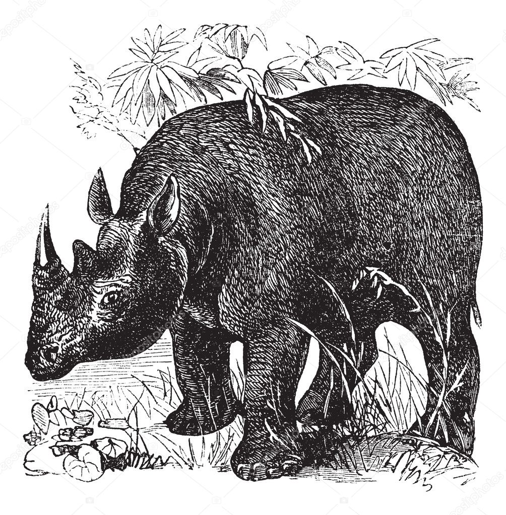 Black Rhinoceros or Diceros bicornis vintage engraving