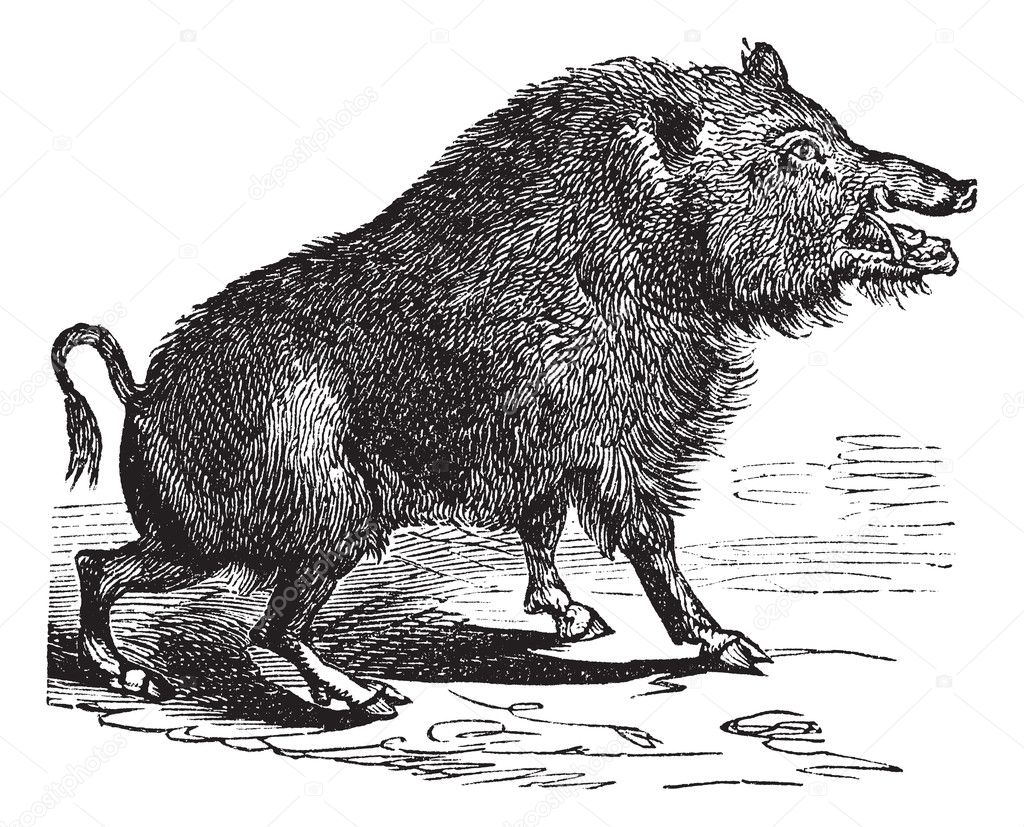 Wild boar or Sus scrofa vintage engraving