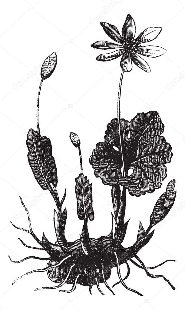 Bloodroot or Sanguinaria canadensis vintage engraving
