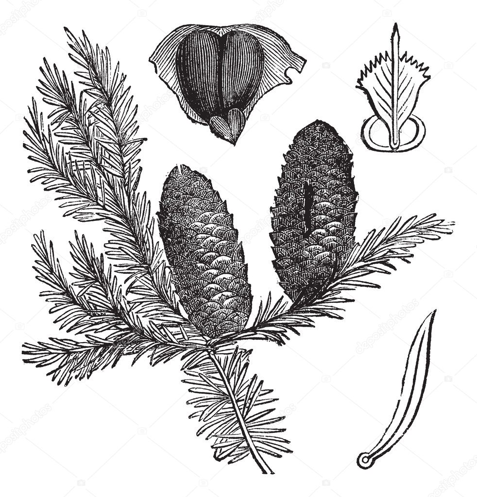 Balsam fir or Abies balsamea vintage engraving