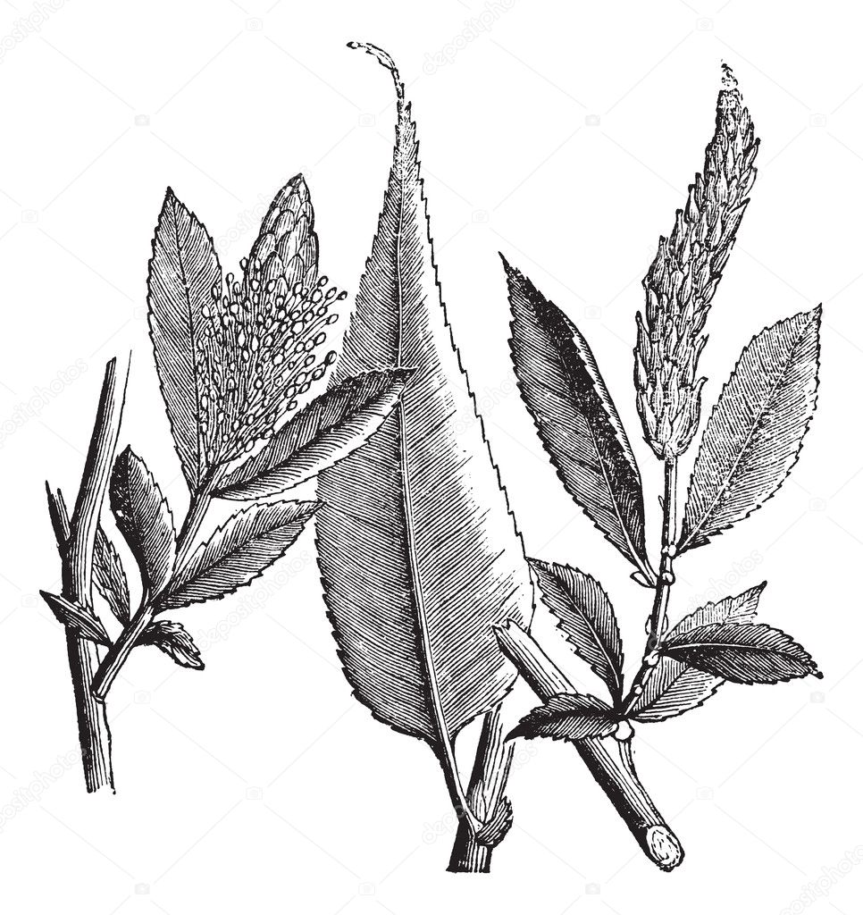 Shining Willow or Salix lucida vintage engraving