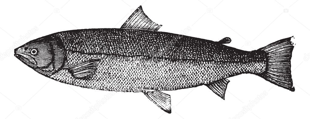 Atlantic salmon or Salmo salar vintage engraving