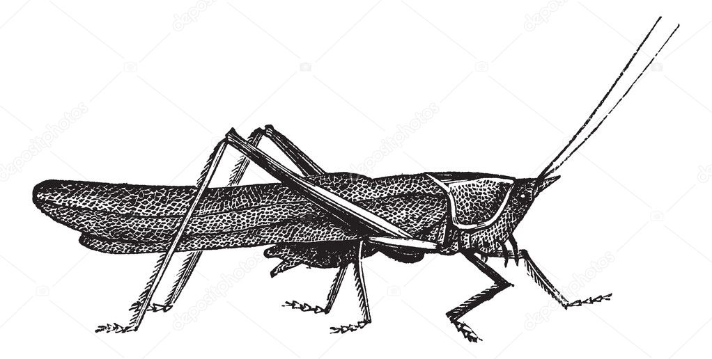 Meadow grasshopper or Chorthippus parallelus vintage engraving