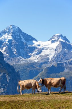 Two cows in the swiss Alps clipart