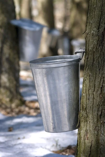 Tropfen Saft fließt aus dem Ahornbaum in einen Eimer für die Herstellung von reinem Ahorn — Stockfoto