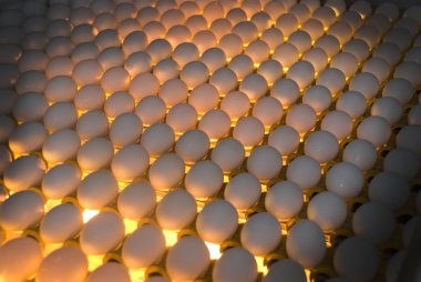 Egg Factory - Quality Control by candling clipart