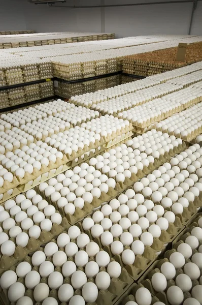 Huevo de almacén de la granja a la tienda de comestibles — Foto de Stock