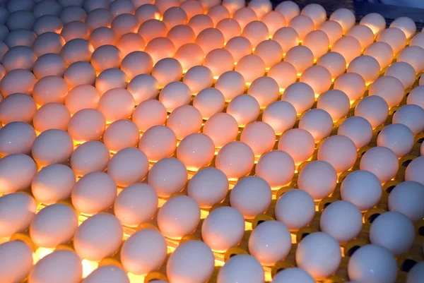 Fábrica de ovos - Controle de qualidade por velas — Fotografia de Stock