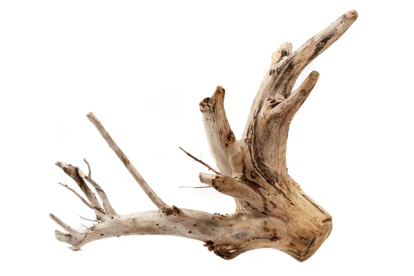 Tronco de árvore Driftwood no fundo branco — Fotografia de Stock