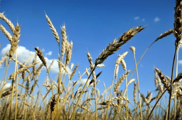 黄金の小麦のフィールドと青空の背景 — ストック写真