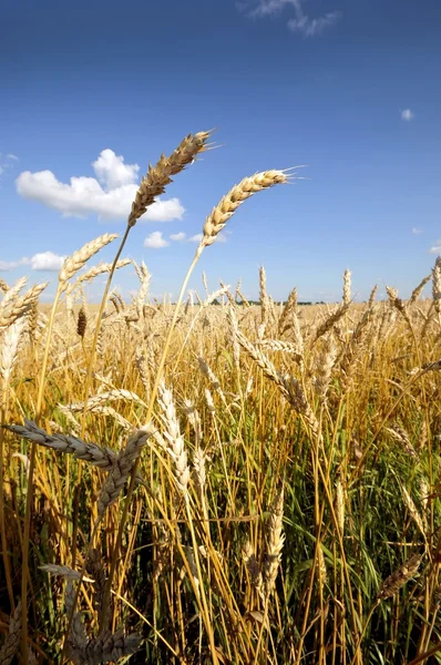 Goldenes Weizenfeld und blauer Himmel Hintergrund — Stockfoto