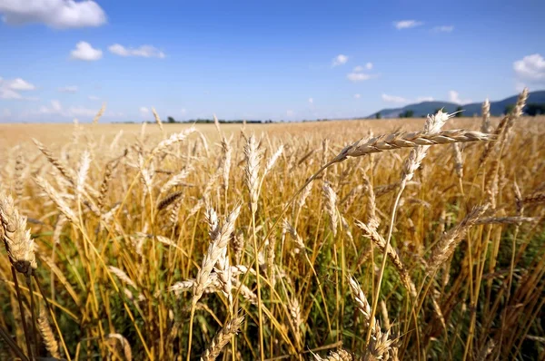 Campo de trigo dourado e fundo céu azul — Fotografia de Stock