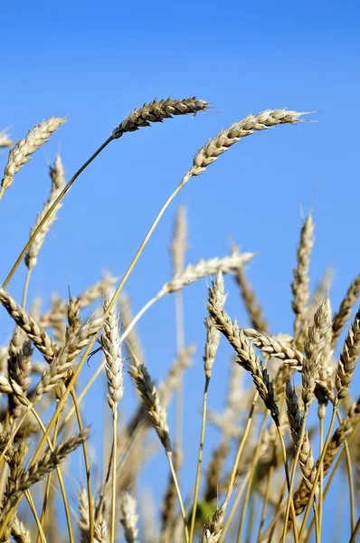 Campo de trigo dourado e fundo céu azul — Fotografia de Stock