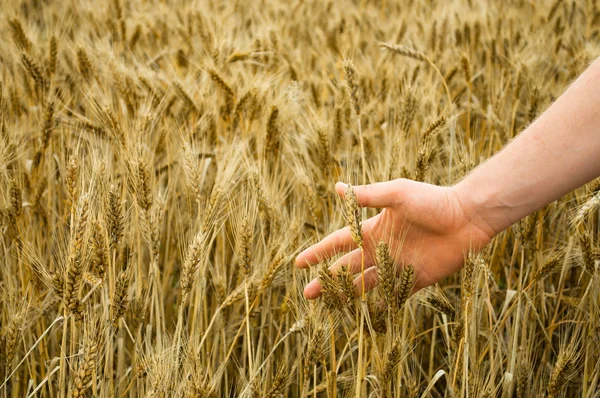 La mano del hombre toca trigo maduro — Foto de Stock