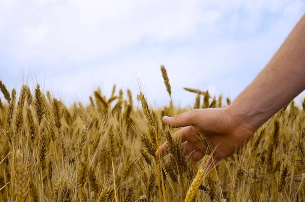 Touch to wheat — Stock Photo, Image