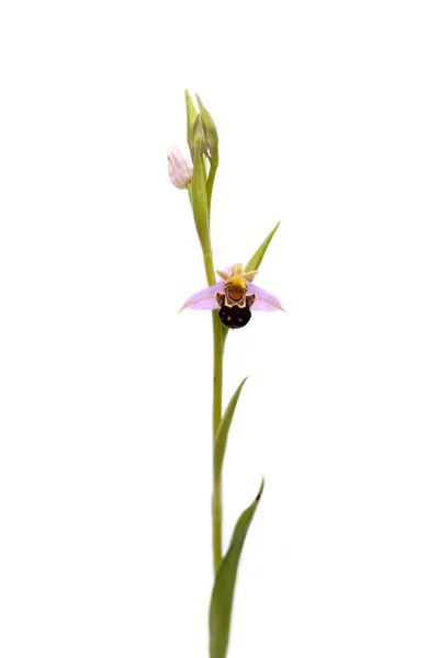 Bee Orchid — Stockfoto