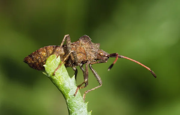 Kabak böceği — Stok fotoğraf
