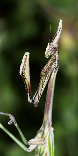 Mantis profili — Stok fotoğraf
