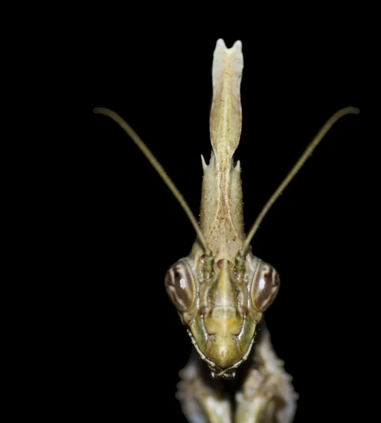 Mantis cabeça alienígena — Fotografia de Stock