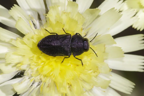 Escarabajo en flor — Foto de Stock