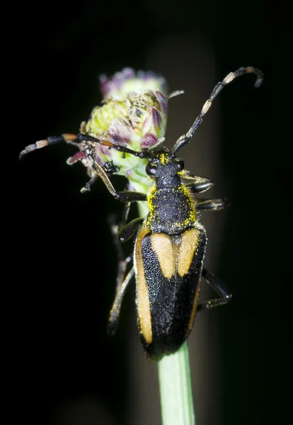 Escarabajo de flores —  Fotos de Stock