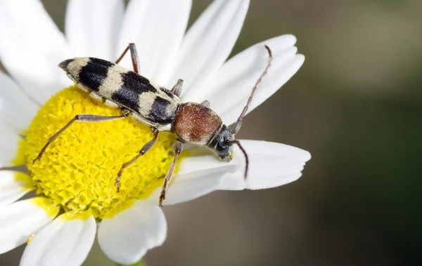 Escarabajo de cuerno largo en flor — Foto de Stock
