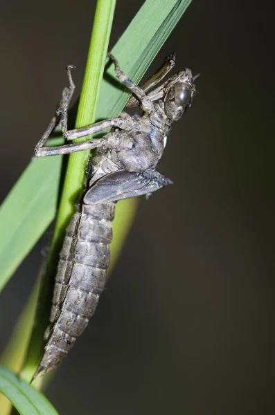 Dragonfly huid — Stockfoto