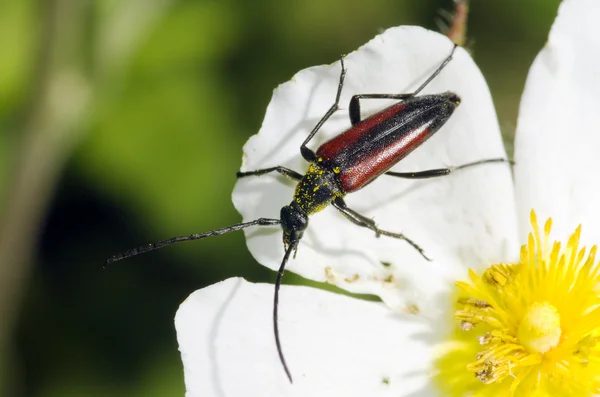 Siyah ve kırmızı çiçek böcek — Stok fotoğraf