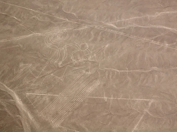 ナスカの地上絵線猿 — ストック写真